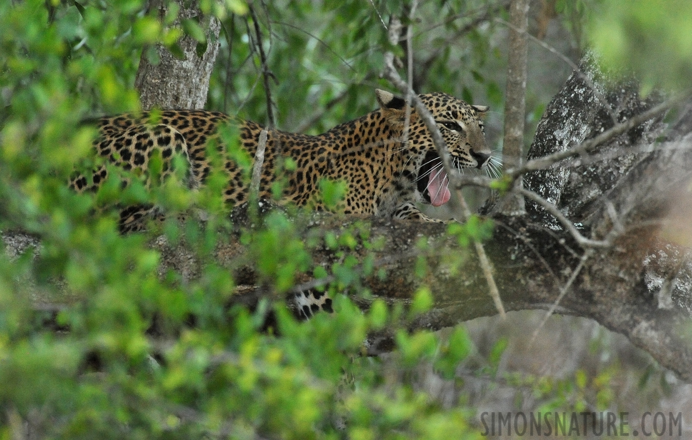 Panthera pardus kotiya [550 mm, 1/60 Sek. bei f / 8.0, ISO 6400]